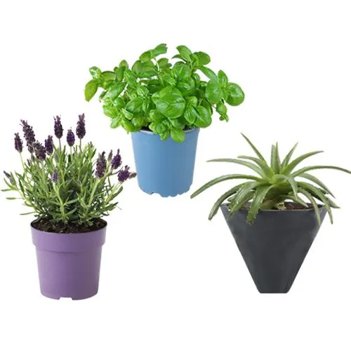 Buy healthy aloe vera basil n lavender plant combo in Hyderabad